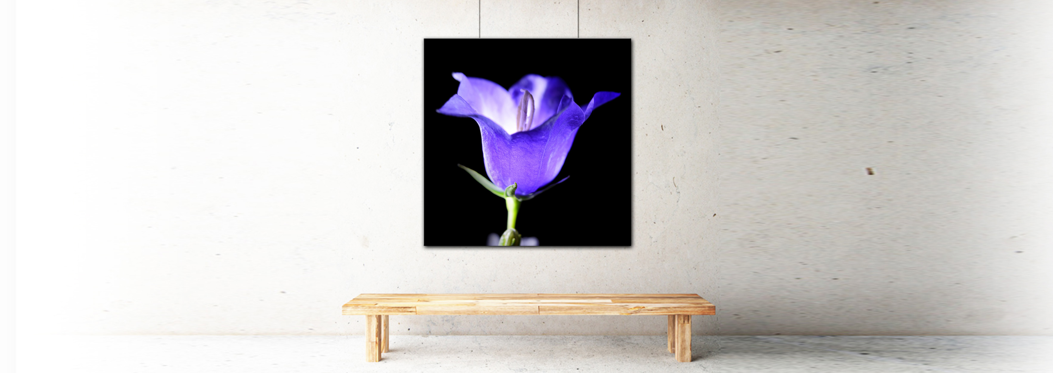 campanula_widescene